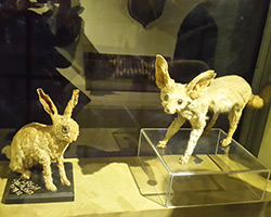 Le musée de la chasse ouvert au public