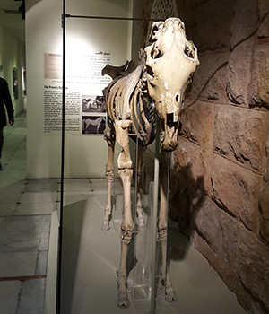 Le musée de la chasse ouvert au public
