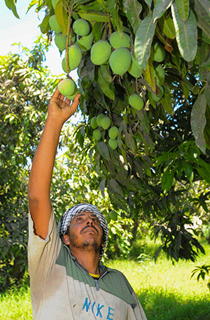 Ismaïliya est fière de ses manguiers