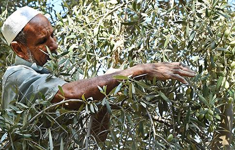 Tout Siwa au rythme de l’olive