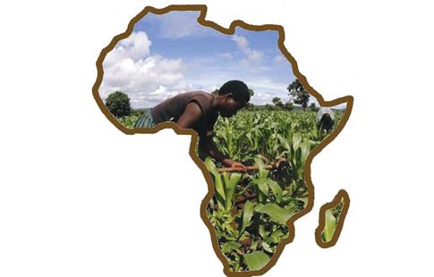 L’Afrique dispose des plus vastes terrains arables au monde.