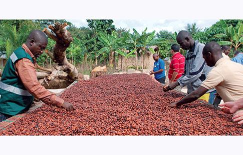 Côte d’Ivoire : Quand le cacao fait de l’ombre au cajou