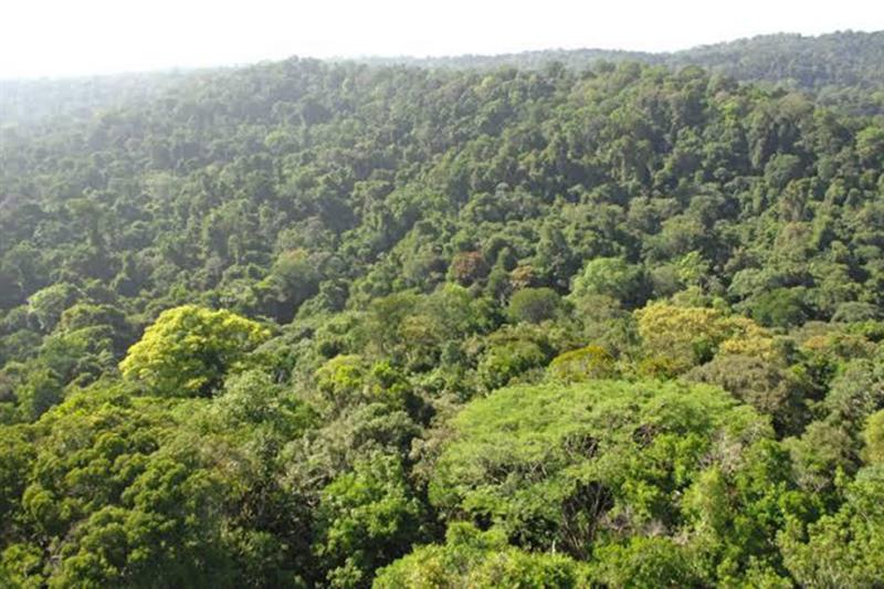 RDCongo, Brésil et Indonésie, pays forestiers, préparent un front commun aux COP