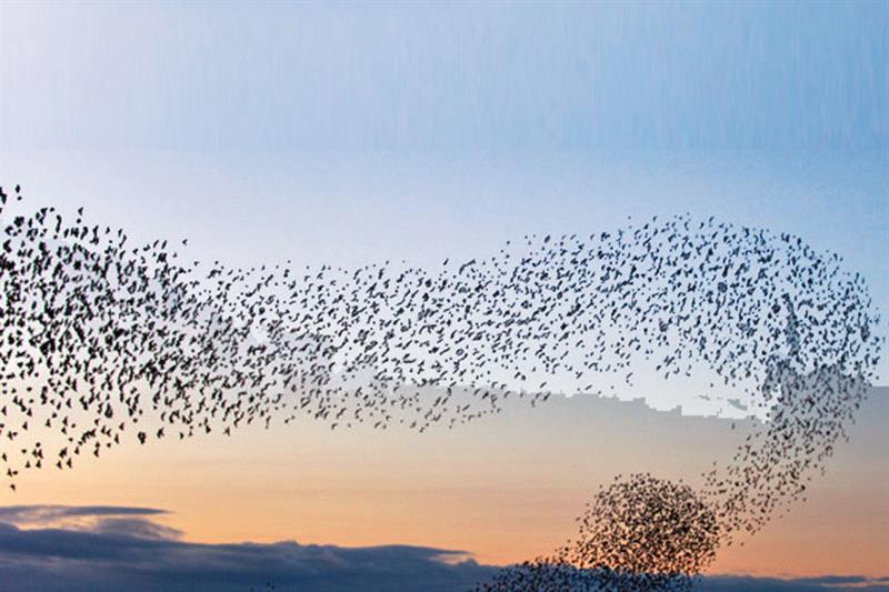 Oiseaux migrateurs : S’adapter ou disparaître !