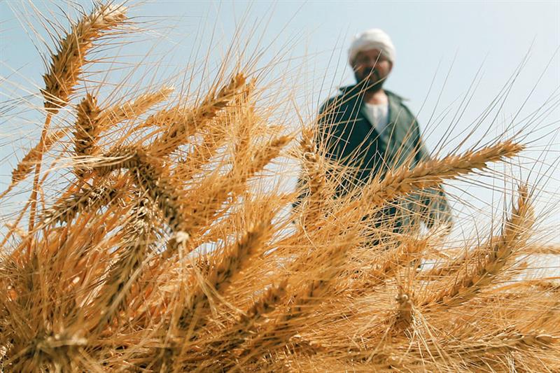 Mobilisation pour les approvisionnements du blé