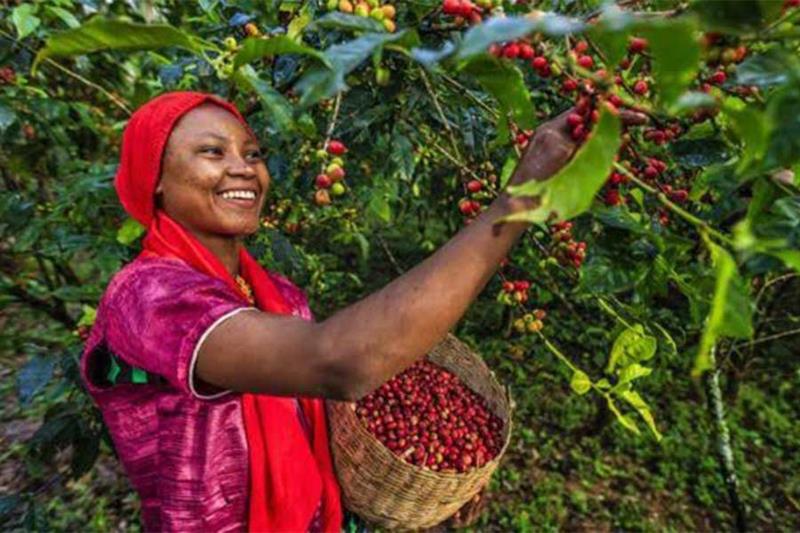 Café d’Angola : Connecter les cultures du monde