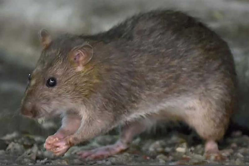 La Tanzanie identifie une mystérieuse « maladie du rat »