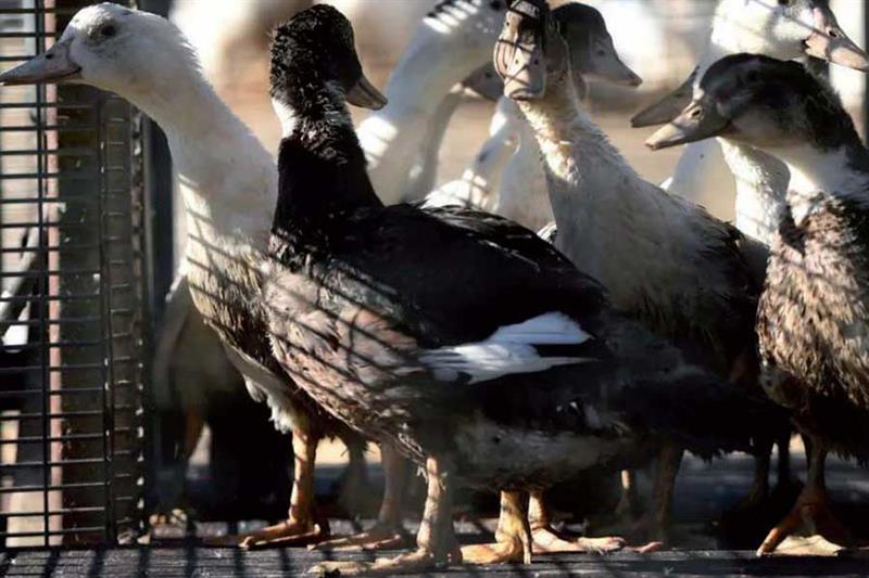 La pollution au mercure augmente la vulnérabilité à la grippe aviaire