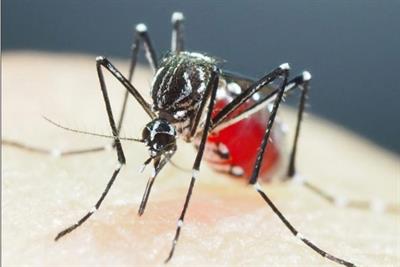  Des moustiques super-résistants aux insecticides identifiés en Asie