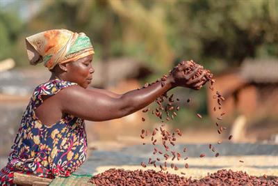 Les enjeux de la production africaine du cacao