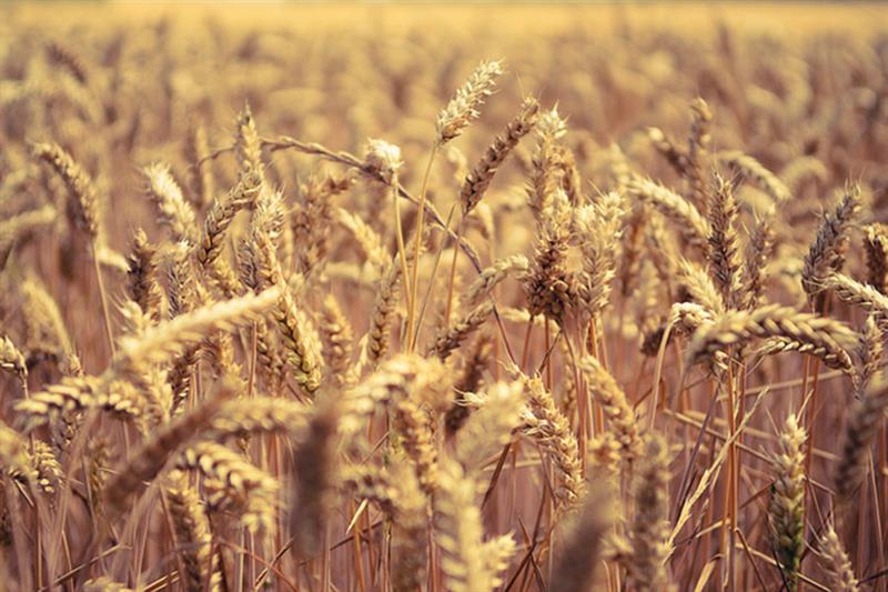 45 milliards de L.E. pour l’achat du blé aux agriculteurs
